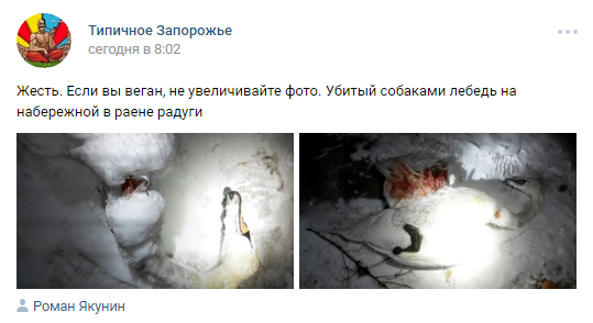 Запорожцев возмутило зверство владельцев собак Фото № 0 Запорожцев возмутило зверство владельцев собак Фото № 0