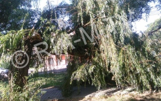 Ветхое дерево упало на горожанку, едва не задев детей (ФОТО) Фото № 1 Ветхое дерево упало на горожанку, едва не задев детей (ФОТО) Фото № 1