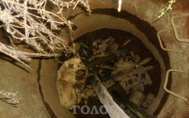 Святая доброта: запорожцы для спасения бездомной собаки вызвали ГСЧС Фото № 0 Святая доброта: запорожцы для спасения бездомной собаки вызвали ГСЧС Фото № 0