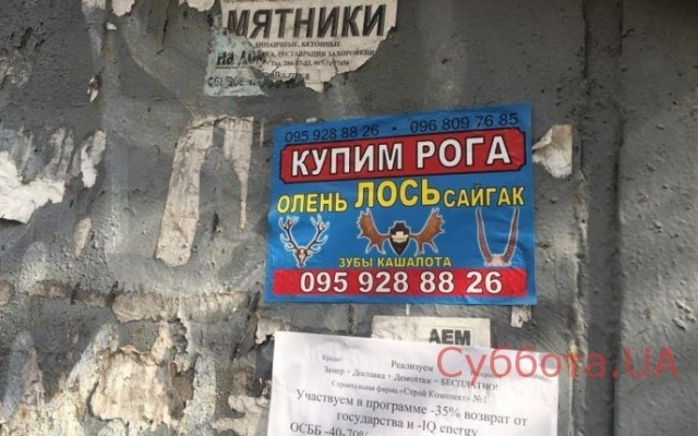 Курьезы: В Запорожье расклеили странные объявления (ФОТО) Фото № 1 Курьезы: В Запорожье расклеили странные объявления (ФОТО) Фото № 1