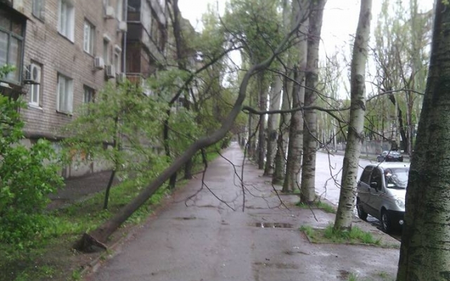Смотрите: в центре Запорожья ветер сносит деревья Фото № 0 Смотрите: в центре Запорожья ветер сносит деревья Фото № 0