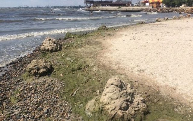 В сети опубликовали видео, как пляжи заполонили водоросли Фото № 0 В сети опубликовали видео, как пляжи заполонили водоросли Фото № 0