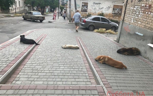 Жителей Запорожской области держит в страхе стая собак (ФОТО) Фото № 0 Жителей Запорожской области держит в страхе стая собак (ФОТО) Фото № 0
