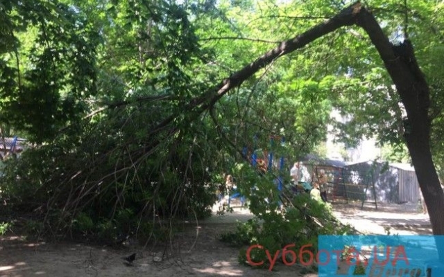 В Запорожской области рядом с детьми рухнуло дерево Фото № 0 В Запорожской области рядом с детьми рухнуло дерево Фото № 0
