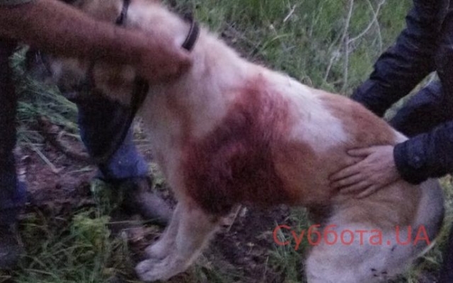 В Запорожье заметили окровавленную среднеазиатскую овчарку (ФОТО 18+) Фото № 1 В Запорожье заметили окровавленную среднеазиатскую овчарку (ФОТО 18+) Фото № 1