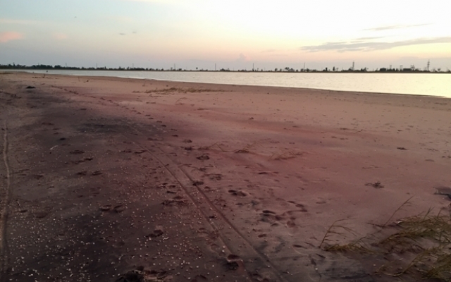 Под Запорожьем во время шторма погибли дельфины (ФОТО) Фото № 2 Под Запорожьем во время шторма погибли дельфины (ФОТО) Фото № 2