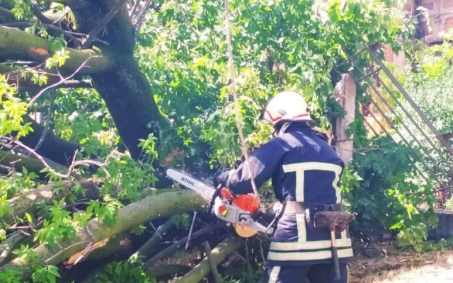 Огромное дерево порвало провода: Запорожская больница с Огромное дерево порвало провода: Запорожская больница с