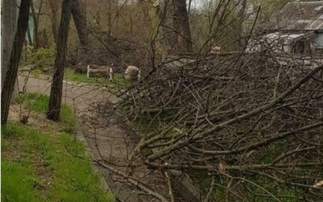 Запорожцы бьют тревогу: На Хортице рубят деревья (ФОТО) Фото № 1 Запорожцы бьют тревогу: На Хортице рубят деревья (ФОТО) Фото № 1