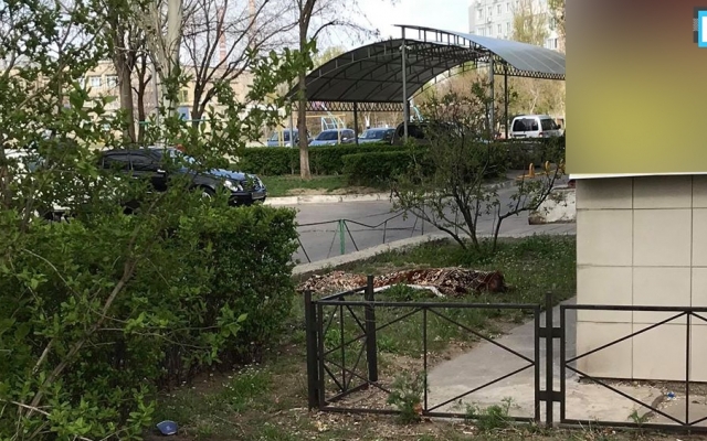 В Запорожской области мужчина спрыгнул из окна 7 этажа (ФОТО) Фото № 1 В Запорожской области мужчина спрыгнул из окна 7 этажа (ФОТО) Фото № 1