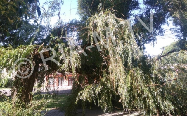 Ветхое дерево упало на горожанку, едва не задев детей (ФОТО) Фото № 2 Ветхое дерево упало на горожанку, едва не задев детей (ФОТО) Фото № 2