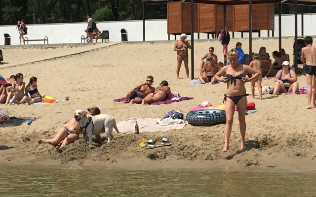 На запорожском пляже владельцы крупных собак купают своих питомцев Фото № 0 На запорожском пляже владельцы крупных собак купают своих питомцев Фото № 0