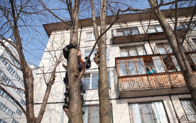 Запорожец застрял на дереве, пытаясь достать кота Фото № 0 Запорожец застрял на дереве, пытаясь достать кота Фото № 0