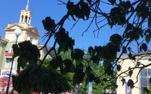 Горожане обеспокоены: На запорожском курорте нашествие насекомых (ФОТО) Фото № 4 Горожане обеспокоены: На запорожском курорте нашествие насекомых (ФОТО) Фото № 4