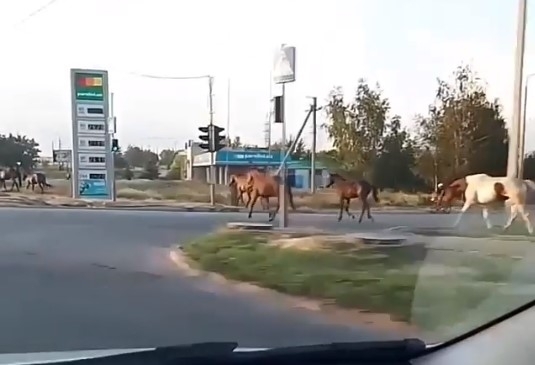Курьезы: На Бабурке пронесся табун лошадей (ВИДЕО) Фото № 0 Курьезы: На Бабурке пронесся табун лошадей (ВИДЕО) Фото № 0