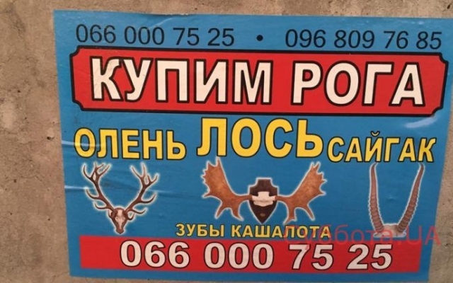 Курьезы: В Запорожье расклеили странные объявления (ФОТО) Фото № 3 Курьезы: В Запорожье расклеили странные объявления (ФОТО) Фото № 3