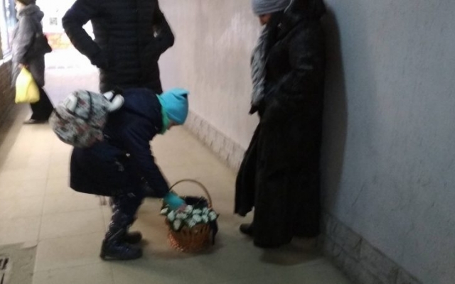 В Запорожье вовсю продают краснокнижные цветы. ФОТО Фото № 0 В Запорожье вовсю продают краснокнижные цветы. ФОТО Фото № 0