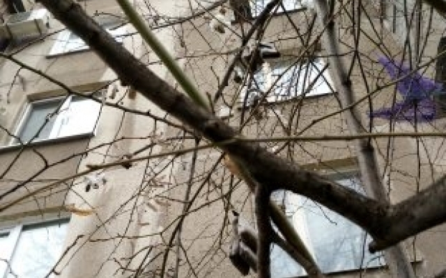 Запорожцев удивило необычное дерево (ФОТО) Фото № 2 Запорожцев удивило необычное дерево (ФОТО) Фото № 2