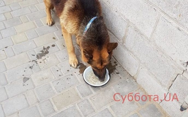 Стало известно о запорожском Хатико, который остался на улице после смерти хозяина (ФОТО) Фото № 0 Стало известно о запорожском Хатико, который остался на улице после смерти хозяина (ФОТО) Фото № 0