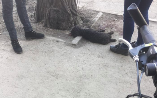 ДТП в центре Запорожья: Автомобиль занесло на тротуар, где гуляла женщина с ребенком (ФОТО) Фото № 1 ДТП в центре Запорожья: Автомобиль занесло на тротуар, где гуляла женщина с ребенком (ФОТО) Фото № 1