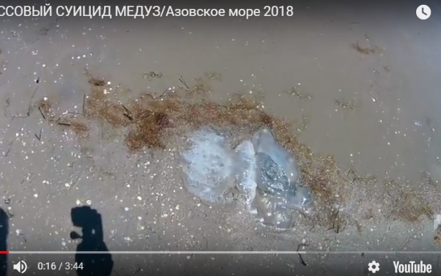 На запорожском курорте берег усыпан мертвыми медузами (ВИДЕО) Фото № 0 На запорожском курорте берег усыпан мертвыми медузами (ВИДЕО) Фото № 0