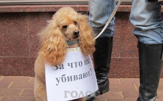 Люди возмущены жестоким обращением с животными Фото № 0 Люди возмущены жестоким обращением с животными Фото № 0