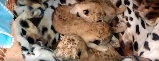 Видео новорожденных львят в Запорожской области Фото № 0 Видео новорожденных львят в Запорожской области Фото № 0
