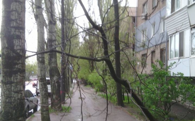 Смотрите: в центре Запорожья ветер сносит деревья Фото № 1 Смотрите: в центре Запорожья ветер сносит деревья Фото № 1