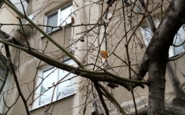 Запорожцев удивило необычное дерево (ФОТО) Фото № 0 Запорожцев удивило необычное дерево (ФОТО) Фото № 0