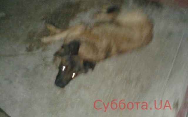 В Запорожье обнаружили чумную собаку в тяжелом состоянии (ФОТО) Фото № 0 В Запорожье обнаружили чумную собаку в тяжелом состоянии (ФОТО) Фото № 0