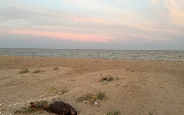 Под Запорожьем во время шторма погибли дельфины (ФОТО) Фото № 0 Под Запорожьем во время шторма погибли дельфины (ФОТО) Фото № 0