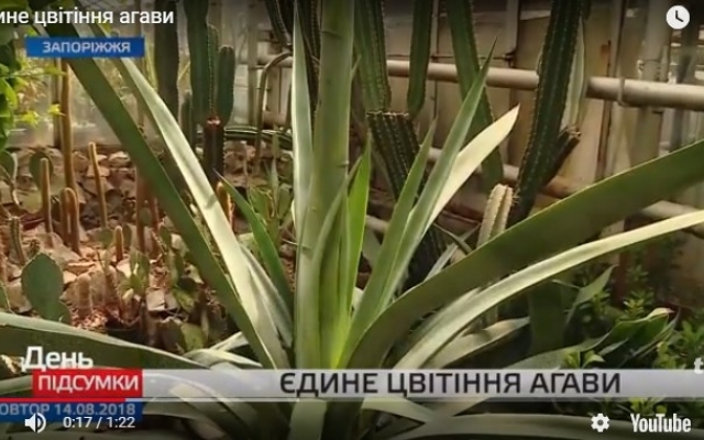 В Запорожье зацвело диковинное растение (ВИДЕО) Фото № 0 В Запорожье зацвело диковинное растение (ВИДЕО) Фото № 0
