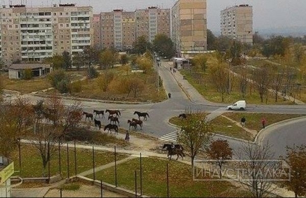 По улицам Бабурки массово разгуливают лошади Фото № 1 По улицам Бабурки массово разгуливают лошади Фото № 1