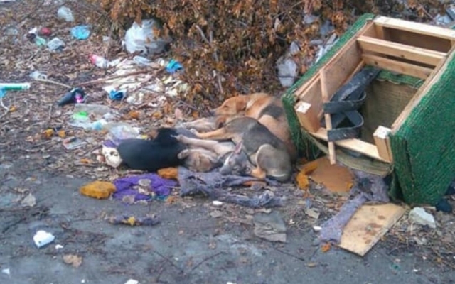 В Запорожье обнаружили щенков, умирающих от истощения (ФОТО) Фото № 0 В Запорожье обнаружили щенков, умирающих от истощения (ФОТО) Фото № 0