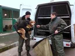 В Бердянске проводят вылов бездомных животных (ВИДЕО) Фото № 0 В Бердянске проводят вылов бездомных животных (ВИДЕО) Фото № 0