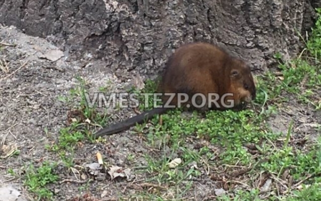 В Запорожье на одной из улиц заметили ондатру (ФОТО) Фото № 1 В Запорожье на одной из улиц заметили ондатру (ФОТО) Фото № 1
