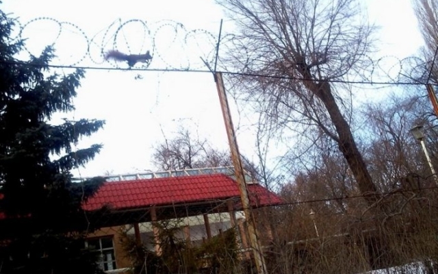 В Запорожье появилась экстремальная белка Фото № 0 В Запорожье появилась экстремальная белка Фото № 0