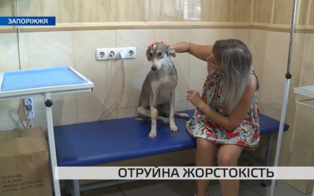 Особая жестокость: Во Всемирный день бездомных животных в муках от отравления умирали собаки (ВИДЕО) Фото № 0 Особая жестокость: Во Всемирный день бездомных животных в муках от отравления умирали собаки (ВИДЕО) Фото № 0