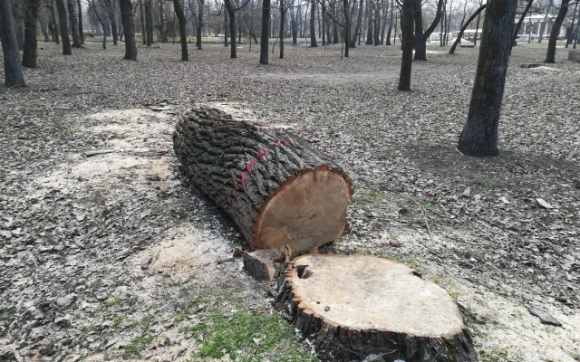 В Запорожском парке массово вырубают здоровые деревья. ФОТО Фото № 10 В Запорожском парке массово вырубают здоровые деревья. ФОТО Фото № 10