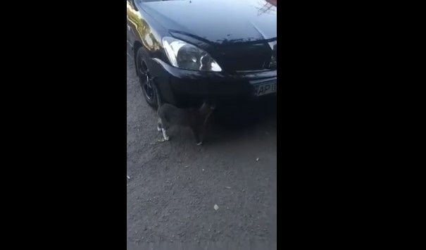 Курьезы: В Запорожье на видео сняли кота- Курьезы: В Запорожье на видео сняли кота-