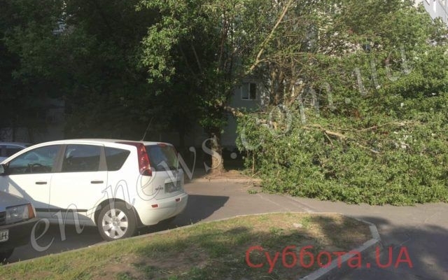 В Запорожской области дерево рухнуло на машину (ФОТО) Фото № 0 В Запорожской области дерево рухнуло на машину (ФОТО) Фото № 0