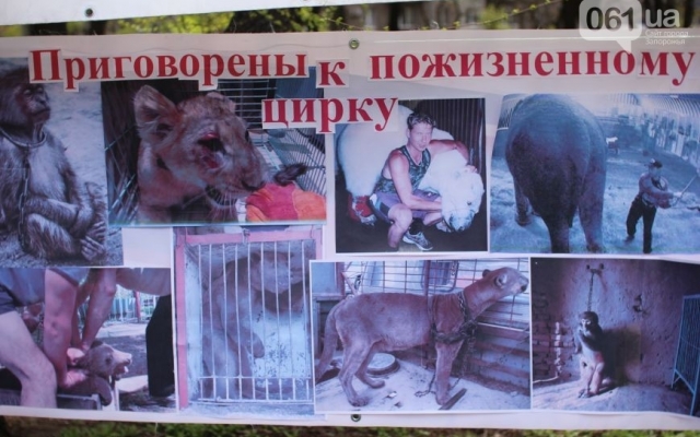 Сегодня в Запорожье прошел необычный митинг Фото № 4 Сегодня в Запорожье прошел необычный митинг Фото № 4