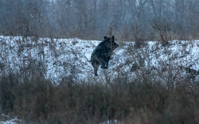 Запорожский фотограф-натуралист показал, как живут дикие звери на Хортице (ФОТО) Фото № 6 Запорожский фотограф-натуралист показал, как живут дикие звери на Хортице (ФОТО) Фото № 6
