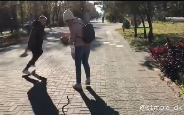 Курьезы: В центре города запорожцев пугала змея (ВИДЕО) Фото № 0 Курьезы: В центре города запорожцев пугала змея (ВИДЕО) Фото № 0
