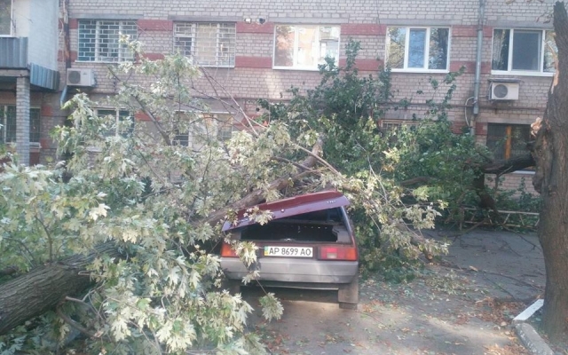 В Запорожье на автомобиль рухнуло дерево (ФОТО) Фото № 1 В Запорожье на автомобиль рухнуло дерево (ФОТО) Фото № 1