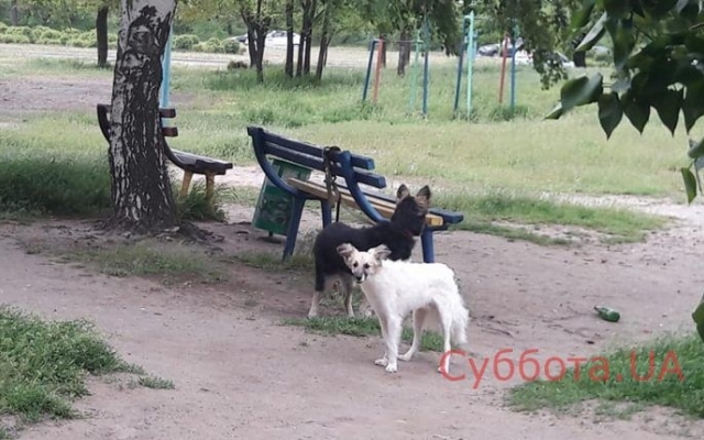 В Запорожье хозяева обрекли животных на верную смерть, волонтеры забили тревогу (ФОТО) Фото № 1 В Запорожье хозяева обрекли животных на верную смерть, волонтеры забили тревогу (ФОТО) Фото № 1