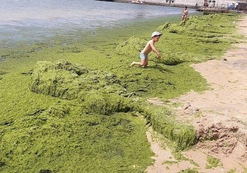 Отдыхающие не довольны отдыхом на одном из курортов на Азовском море (ФОТО) Фото № 3 Отдыхающие не довольны отдыхом на одном из курортов на Азовском море (ФОТО) Фото № 3