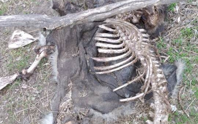На Хортице горожане наткнулись на жуткую находку (ФОТО) Фото № 0 На Хортице горожане наткнулись на жуткую находку (ФОТО) Фото № 0