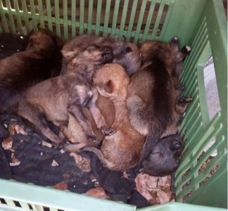 В Запорожье новорожденных щенков В Запорожье новорожденных щенков