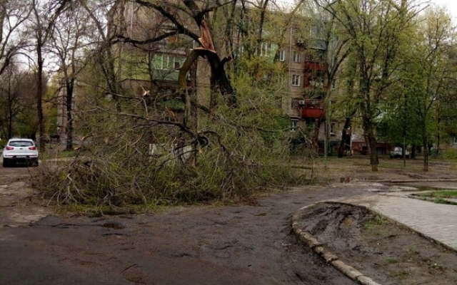 В центре Запорожья дерево упало на машину Фото № 0 В центре Запорожья дерево упало на машину Фото № 0
