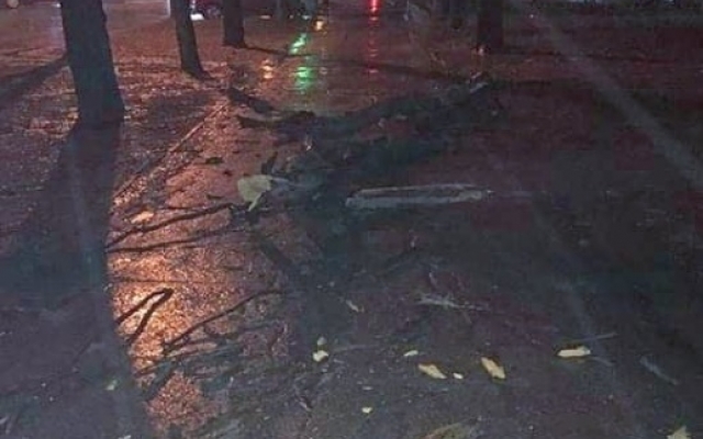 В центре города дерево едва не прибило человека (ФОТО) Фото № 2 В центре города дерево едва не прибило человека (ФОТО) Фото № 2